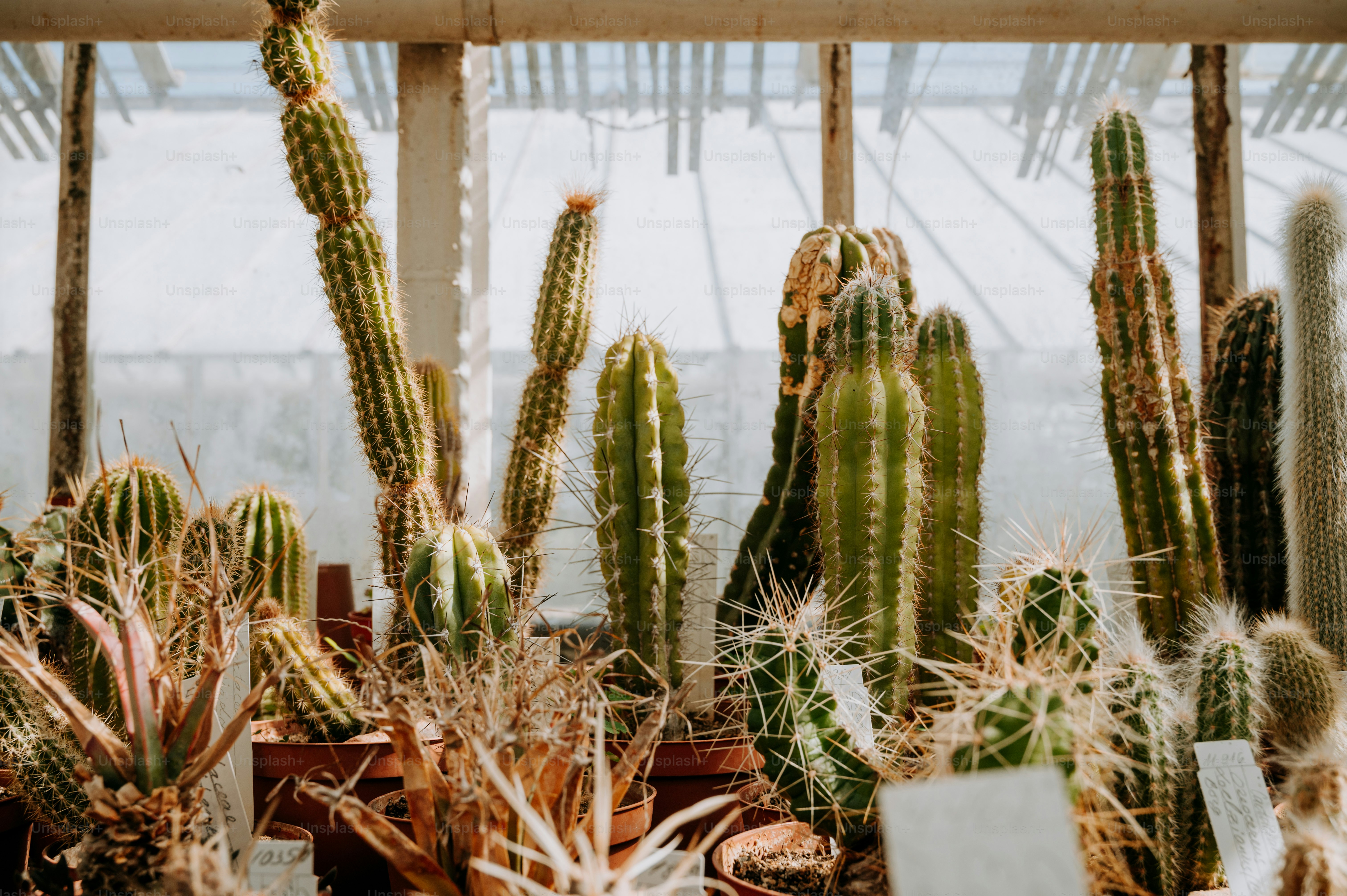 a group of cactus plants in a greenhouse