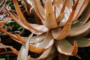 a close up of a plant with many leaves