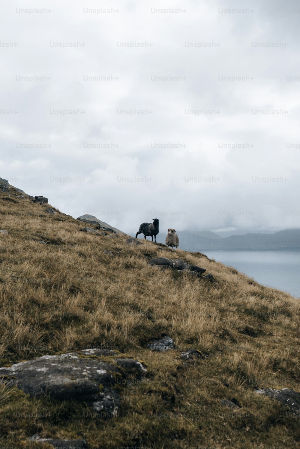 a couple of animals that are standing on a hill