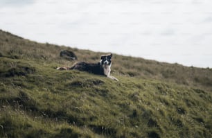 a black and white dog laying on a grassy hill