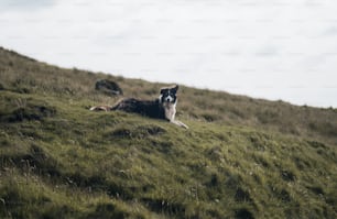 Un cane bianco e nero che giace su una collina erbosa