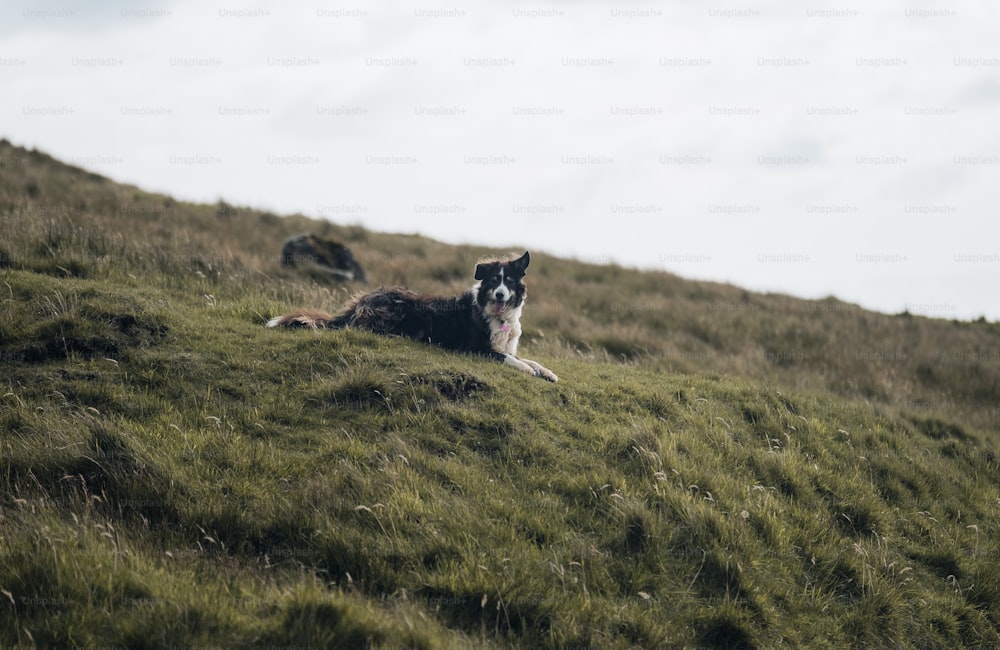 a black and white dog laying on a grassy hill