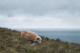 Una oveja de pie en la cima de una ladera cubierta de hierba