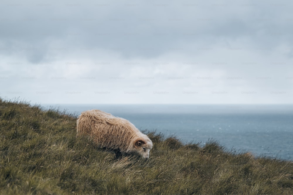 a sheep standing on top of a grass covered hillside