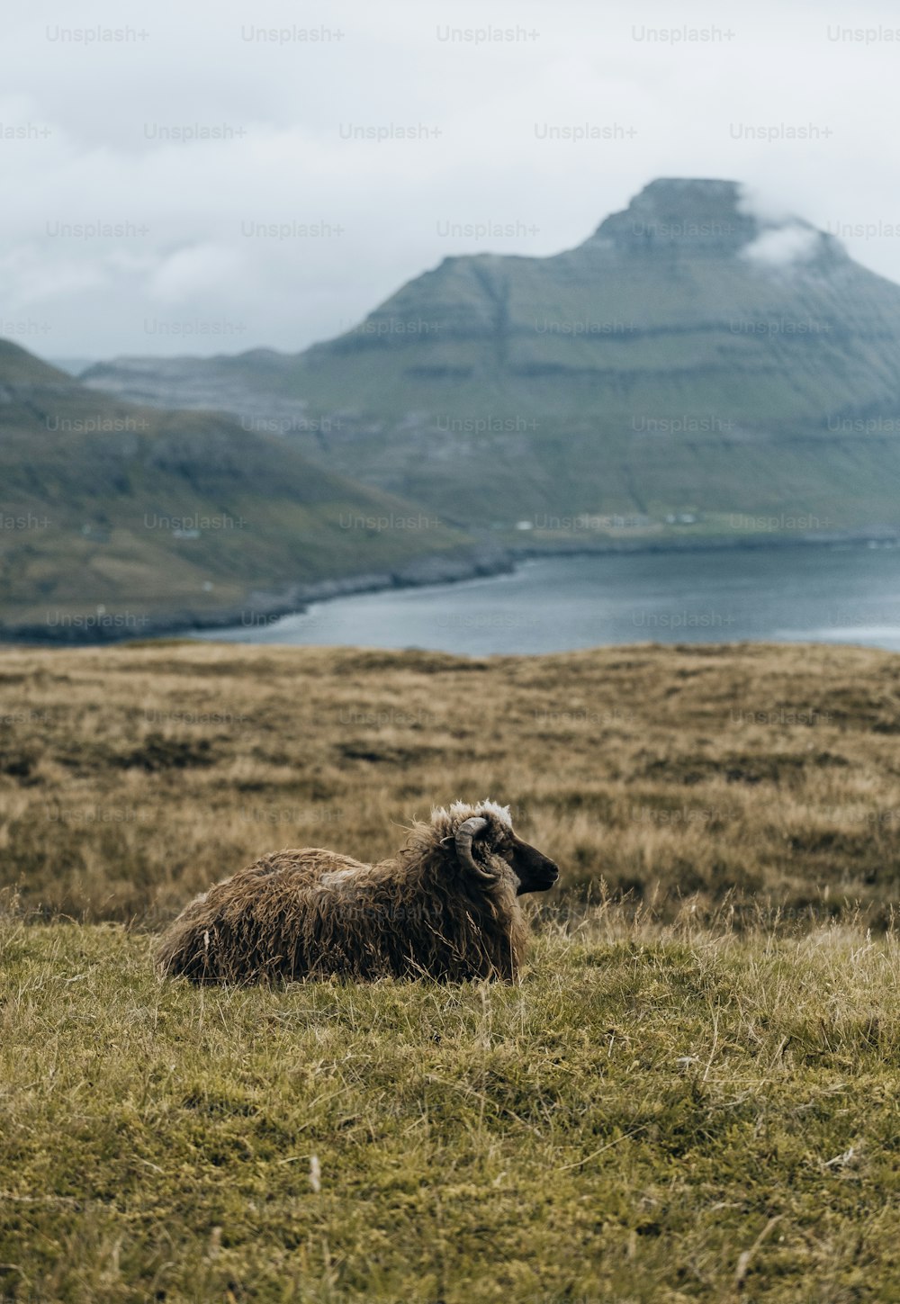 a sheep laying in a field with mountains in the background