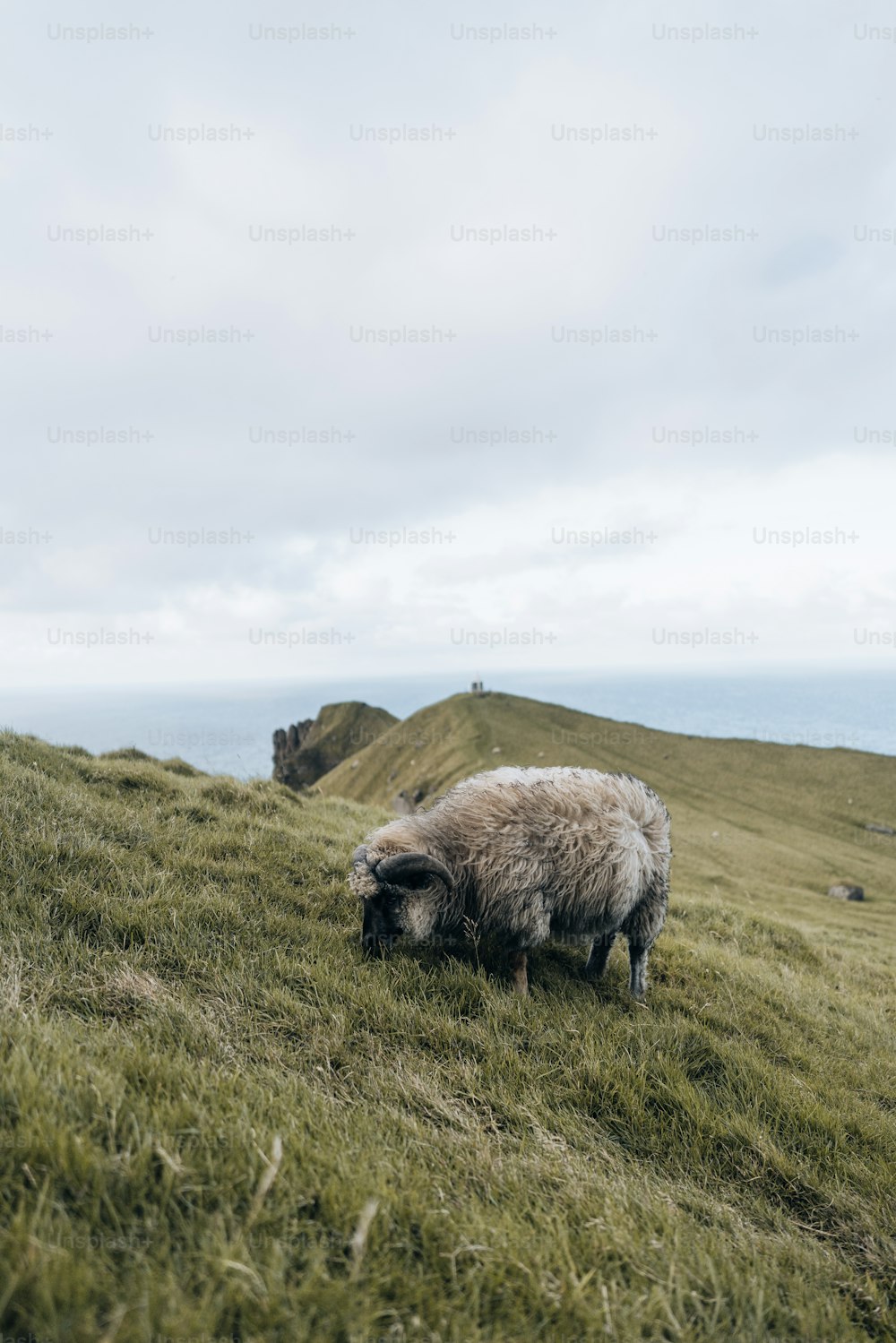 un mouton paissant dans un champ herbeux par temps nuageux