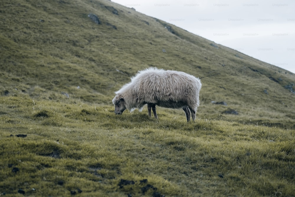 a sheep is grazing on a grassy hill