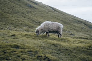 a sheep is grazing on a grassy hill