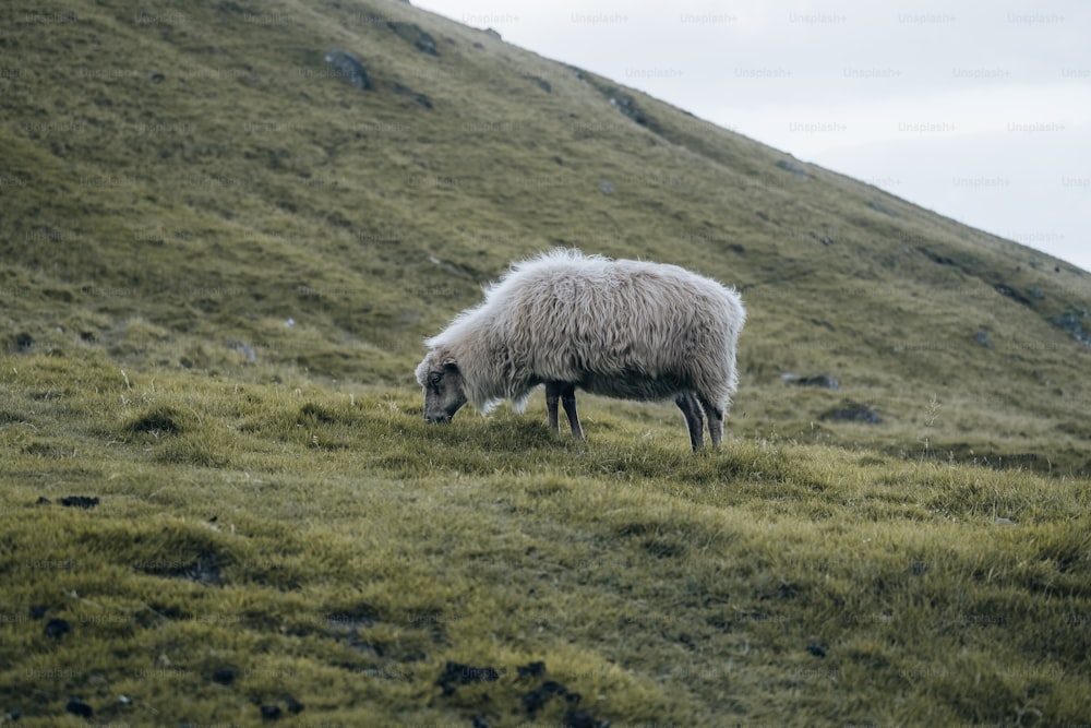 Ein Schaf grast auf einem grasbewachsenen Hügel