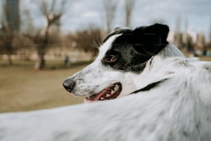 a close up of a dog with its mouth open