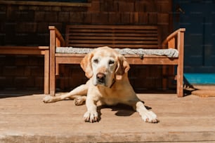 Un perro acostado en un suelo de madera junto a un banco