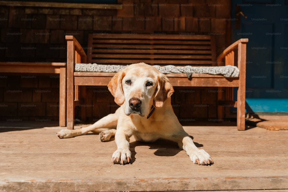 a dog laying on a wooden floor next to a bench