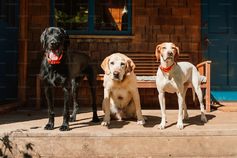 Drei Hunde, die auf einer Veranda mit einer Bank im Hintergrund stehen