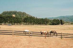 乾いた草原で放牧する馬のグループ
