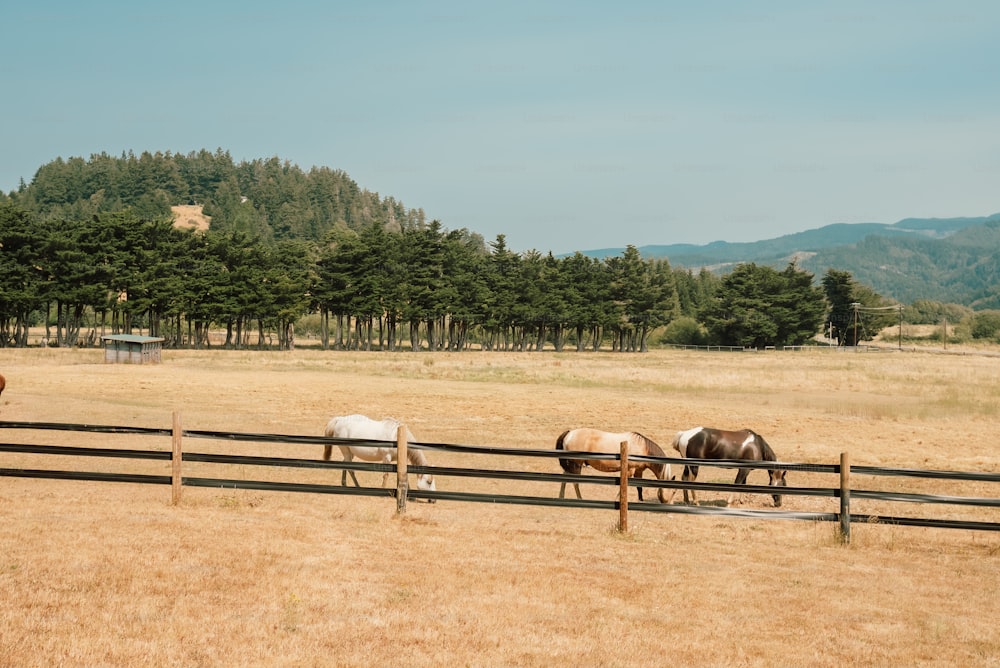 a group of horses grazing on a dry grass field