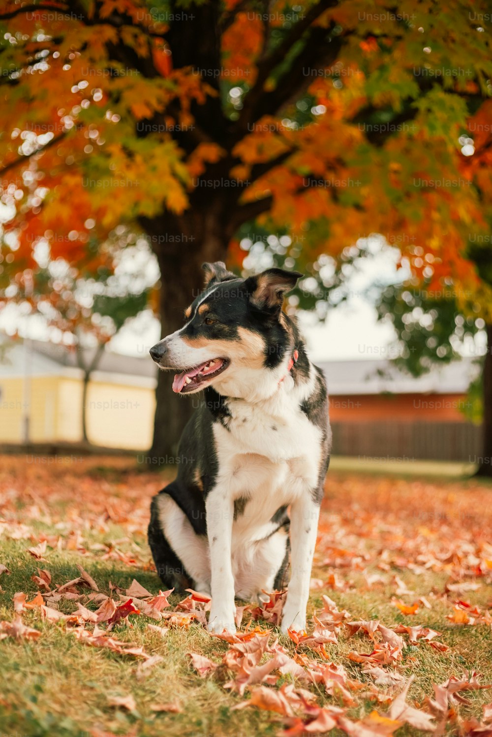 a black and white dog sitting in a field of leaves