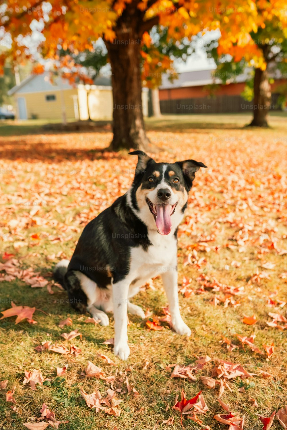 a black and white dog sitting in a field of leaves
