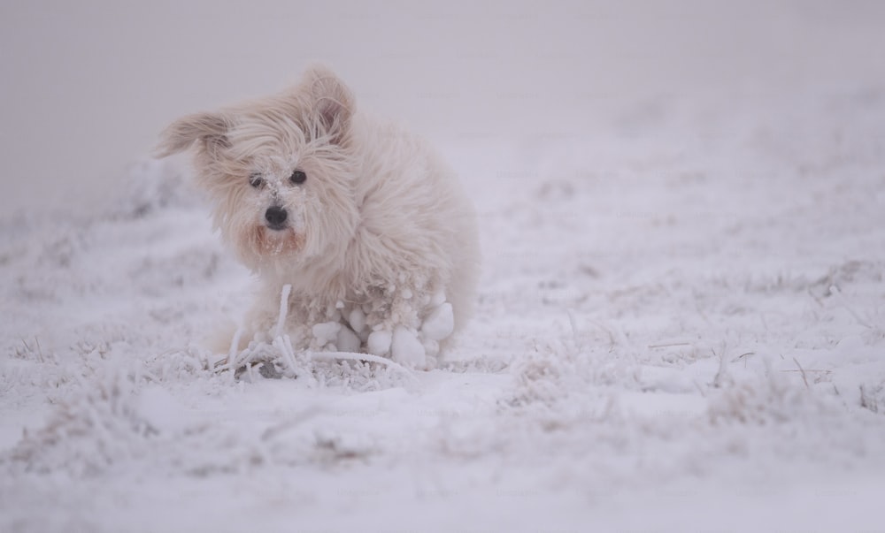 Un pequeño perro blanco corriendo por la nieve
