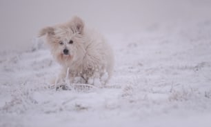 a small white dog running through the snow