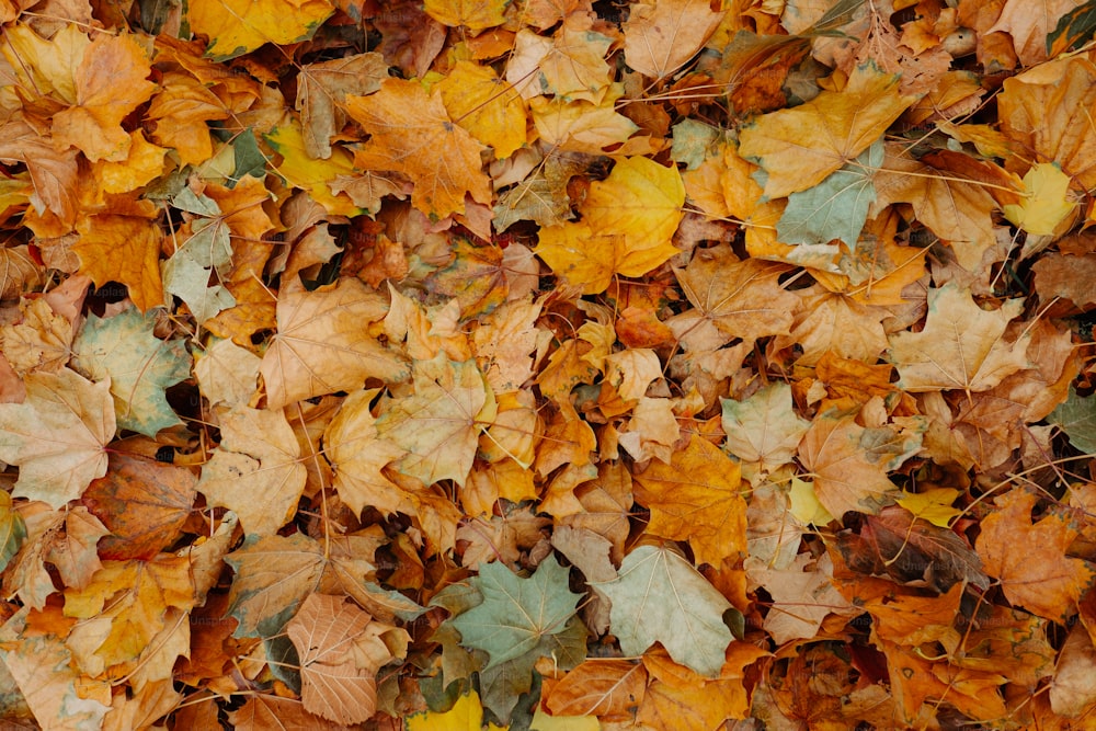 a bunch of leaves that are laying on the ground