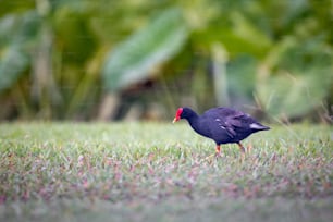 Un pájaro negro parado en la cima de un exuberante campo verde