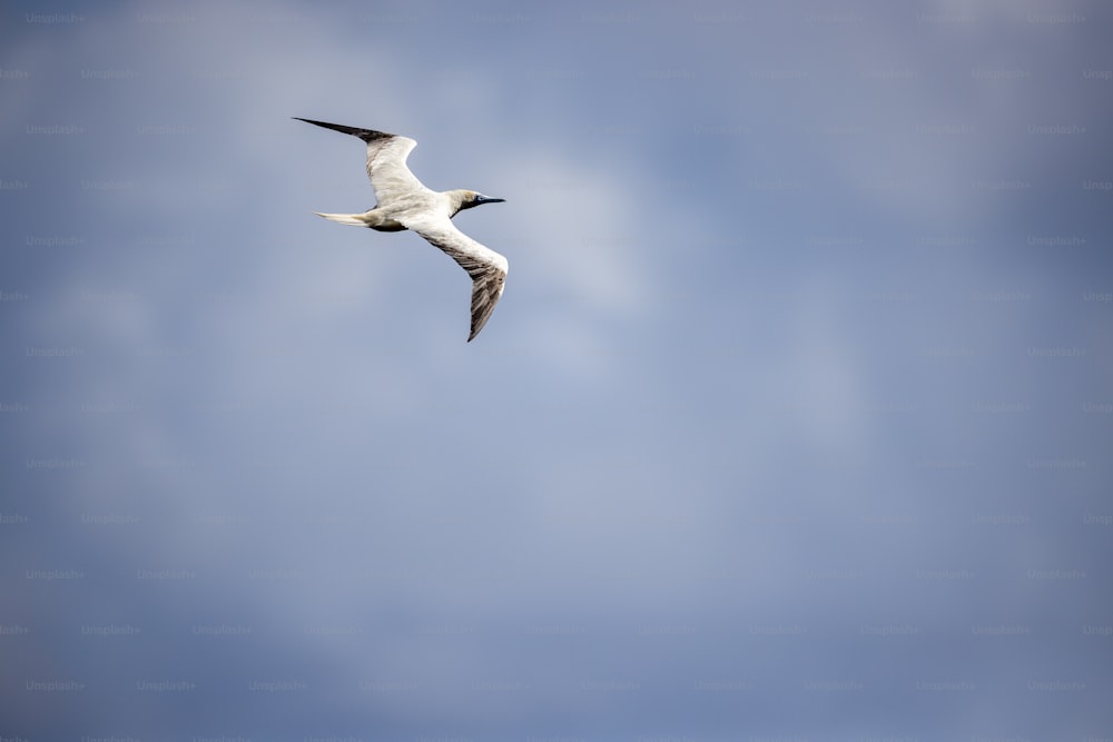 uma gaivota voando através de um céu azul com nuvens