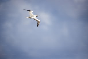 Una gaviota volando a través de un cielo azul con nubes