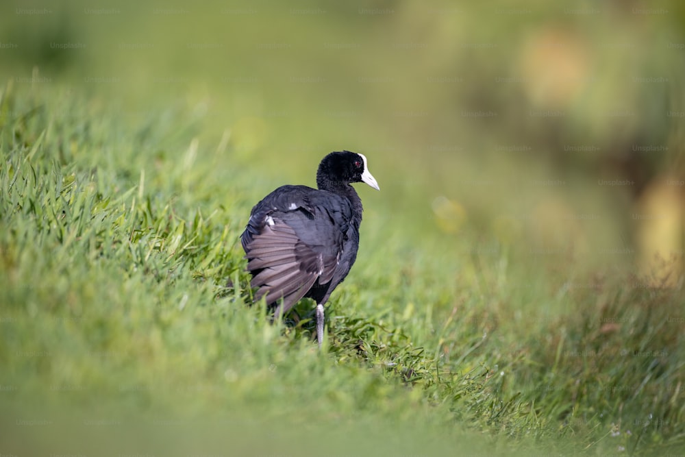 um pássaro preto em pé em um campo gramado