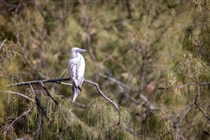 a white bird sitting on top of a tree branch