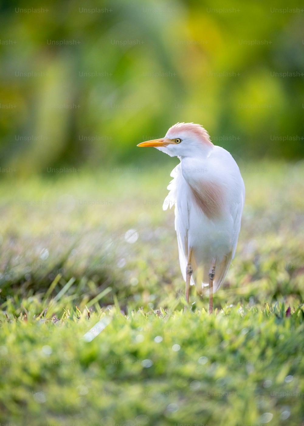 um pássaro branco em pé no topo de um campo verde exuberante
