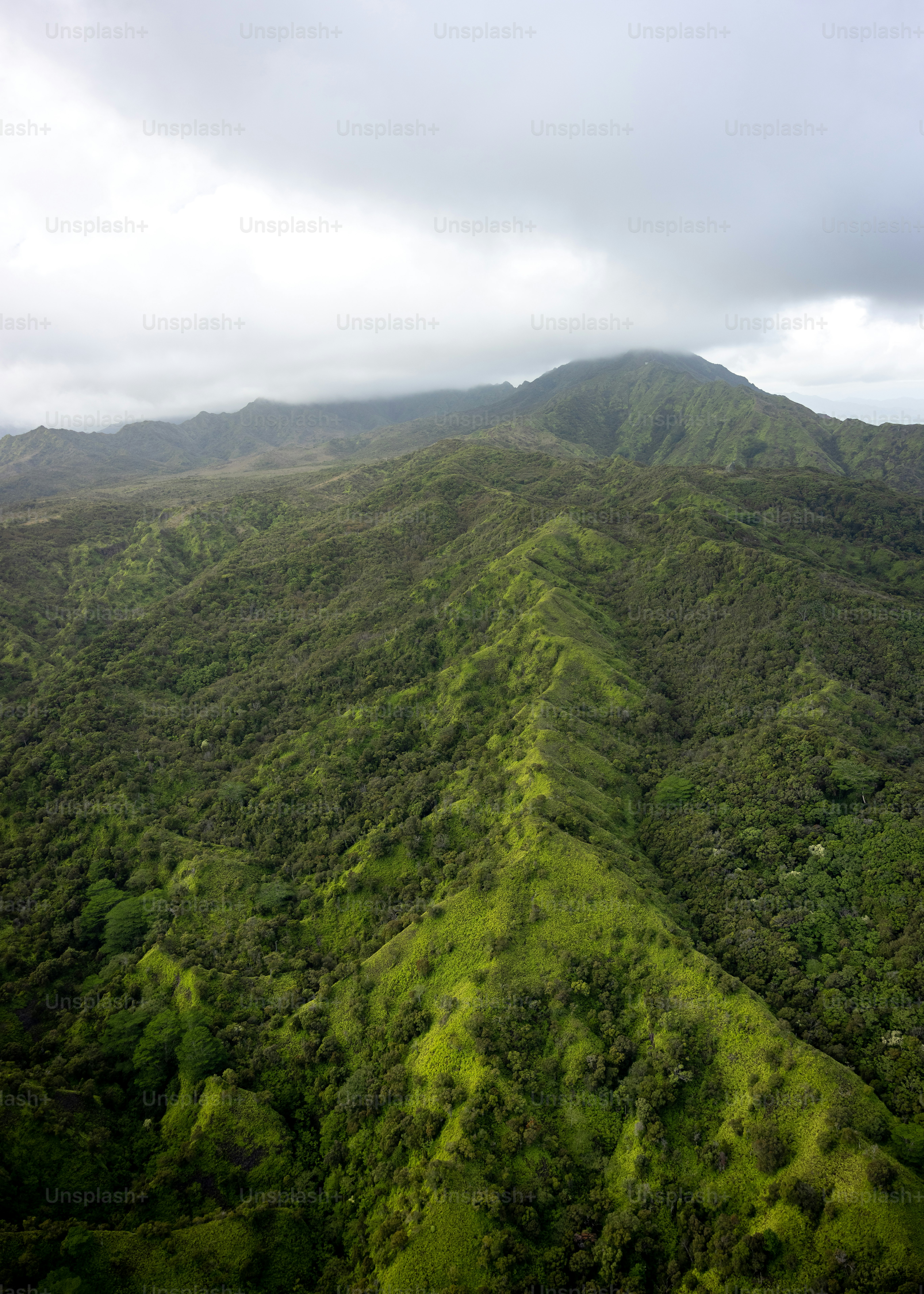 ein üppiger grüner Hügel mit vielen Bäumen bedeckt
