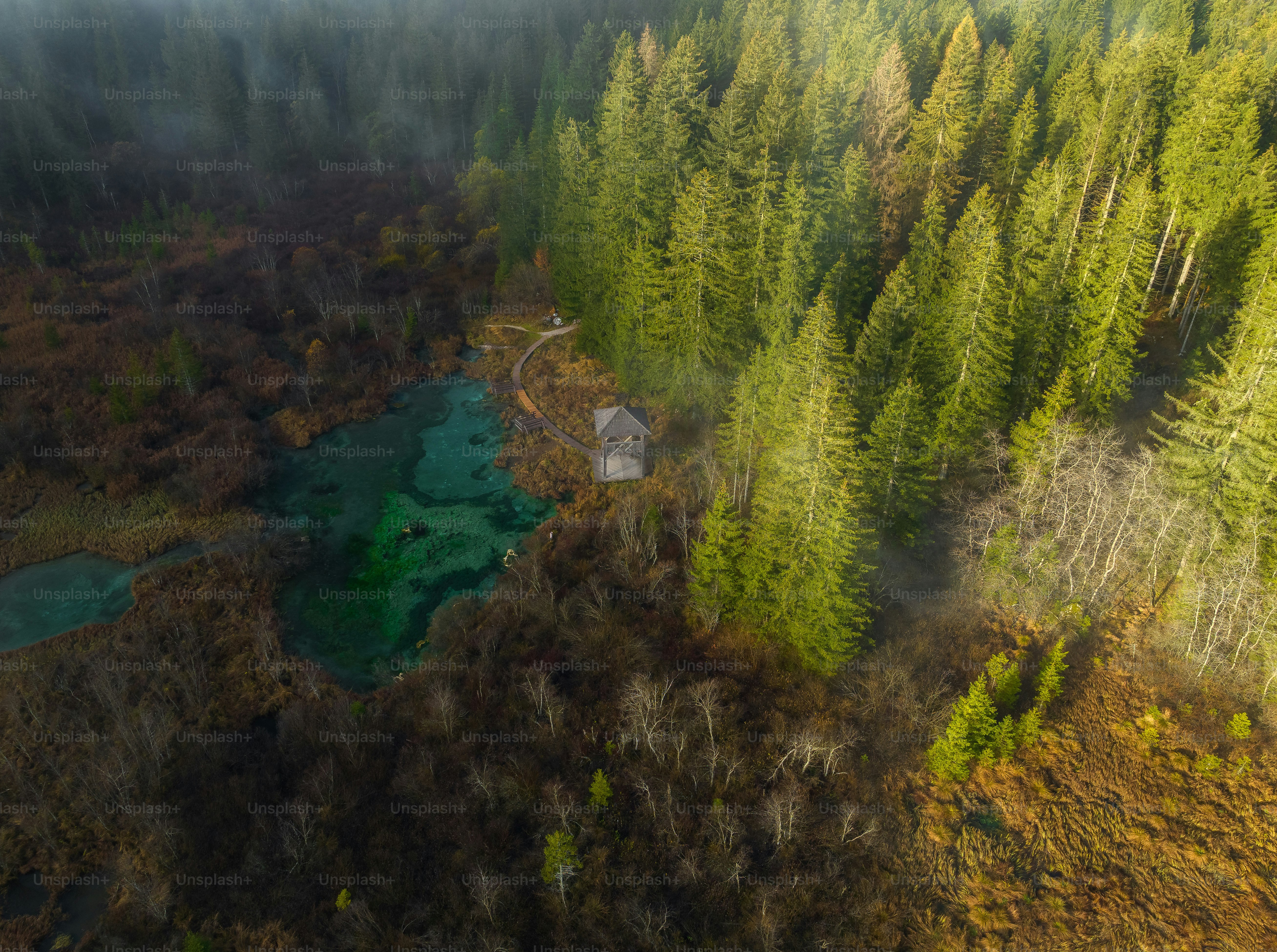 a house in the middle of a forest