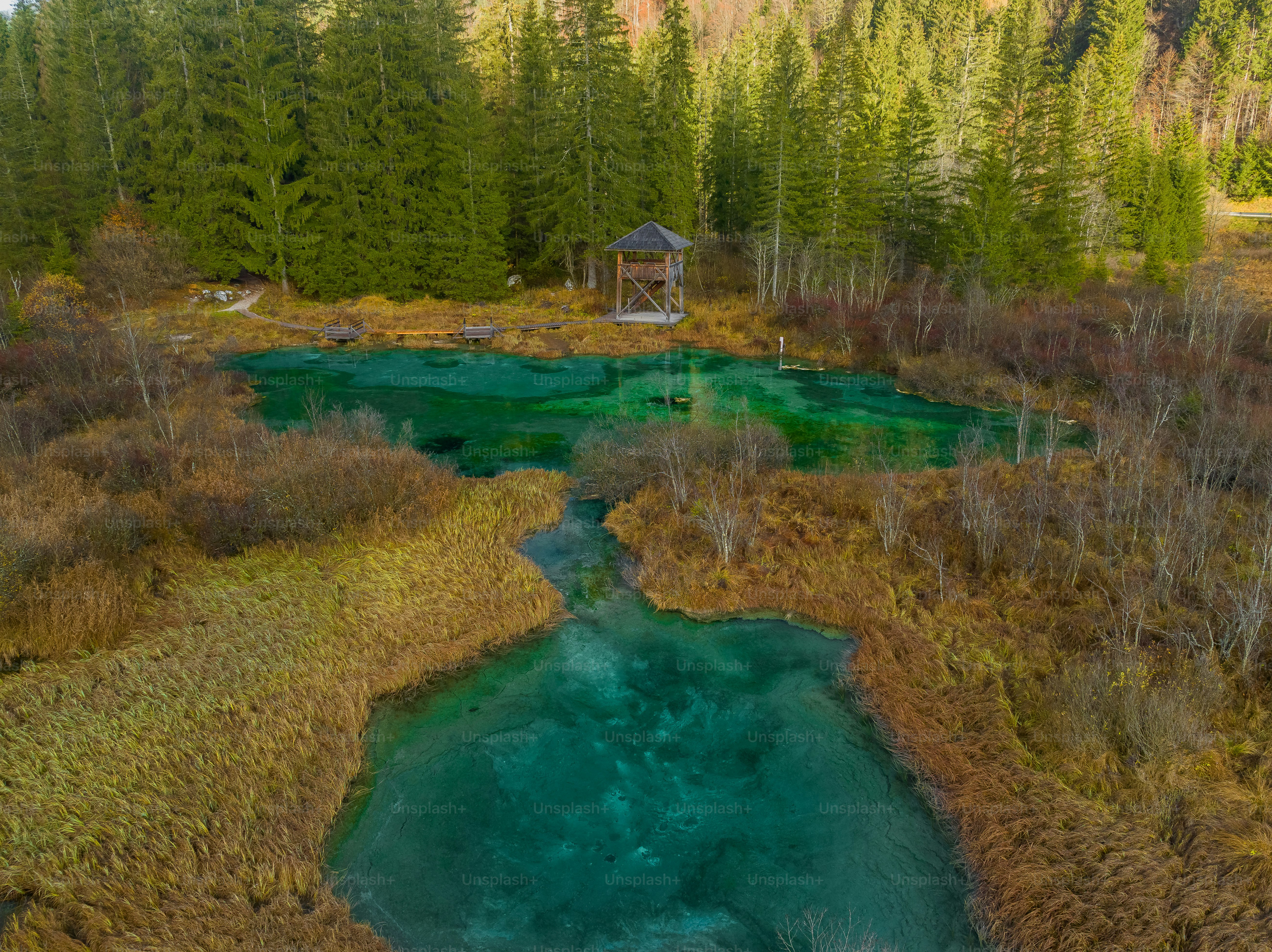 Foto zum Thema Ein Fluss, der durch einen üppigen grünen Wald fließt