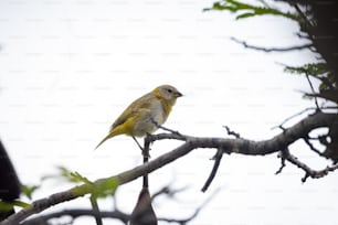 a small yellow bird perched on top of a tree branch