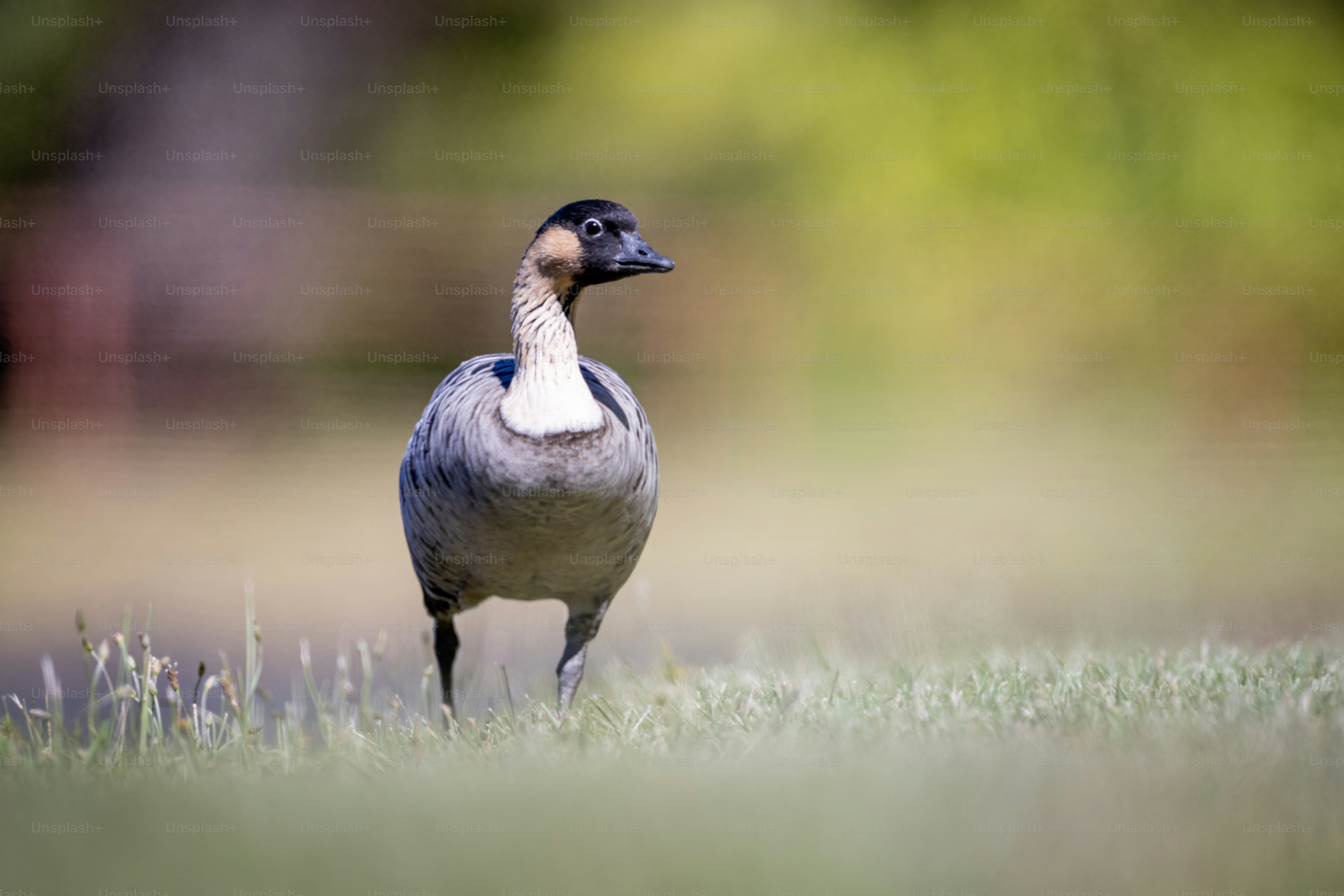 a duck is standing in the grass outside