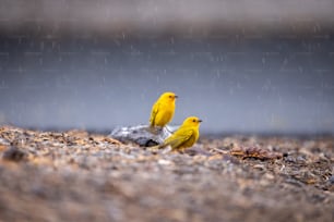 빗속에서 바위 위에 앉아 있는 두 마리의 노란 새