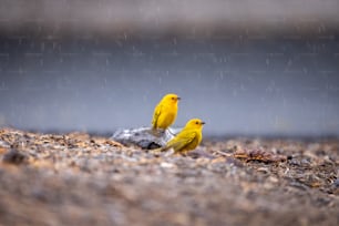 Dos pájaros amarillos sentados en una roca bajo la lluvia