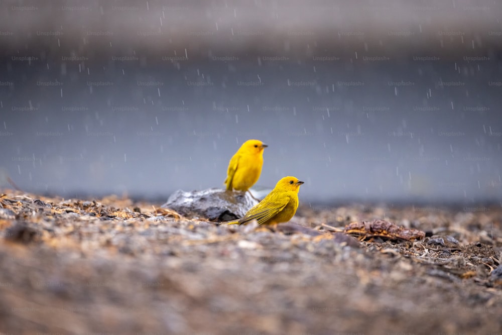 two yellow birds sitting on a rock in the rain