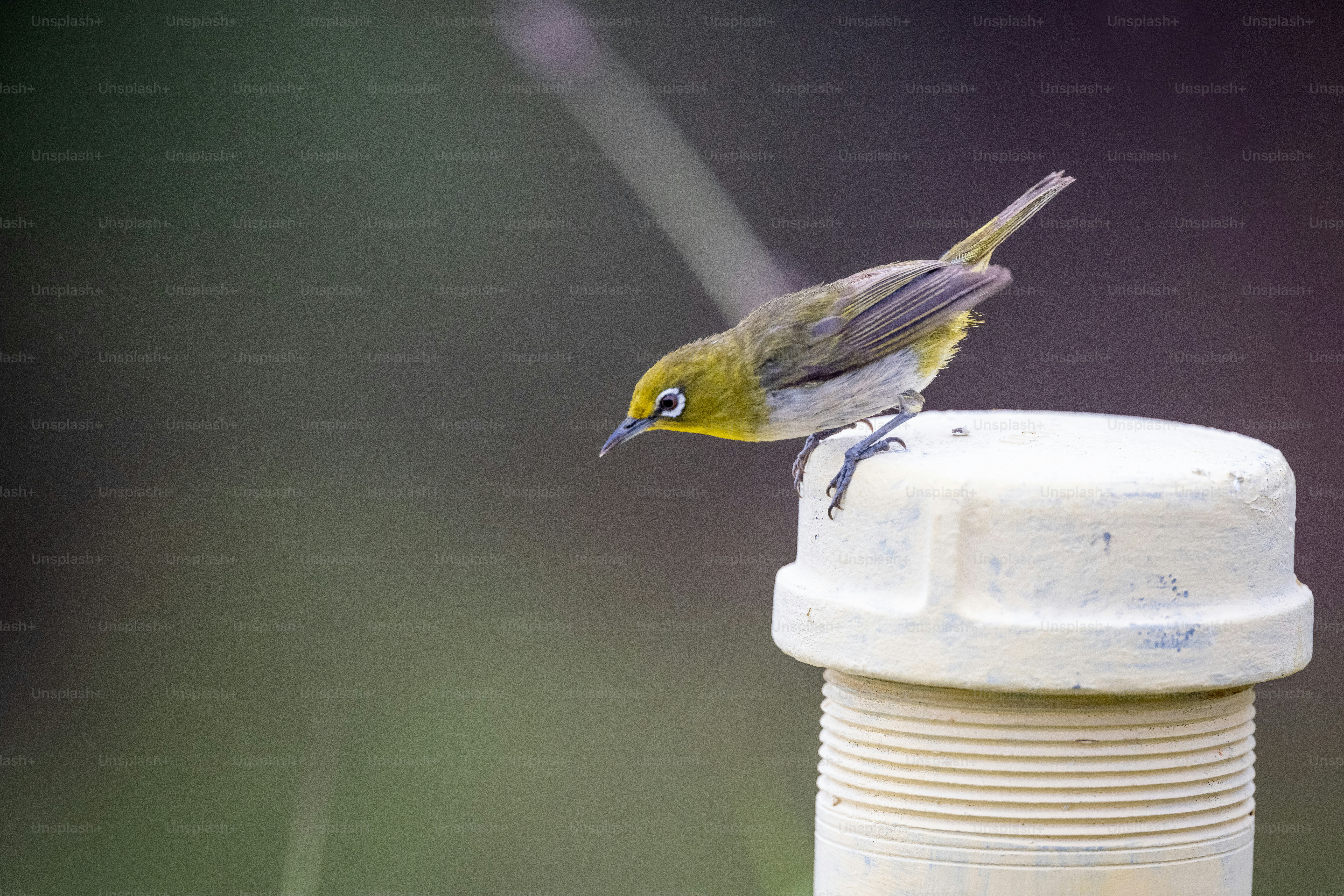 Un petit oiseau perché sur une bouteille d’eau vive