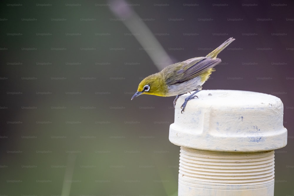 Ein kleiner Vogel, der auf einer weißen Wasserflasche sitzt