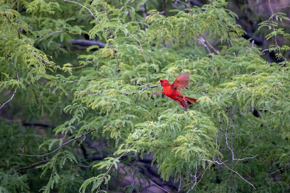 un oiseau rouge assis au sommet d’une branche d’arbre