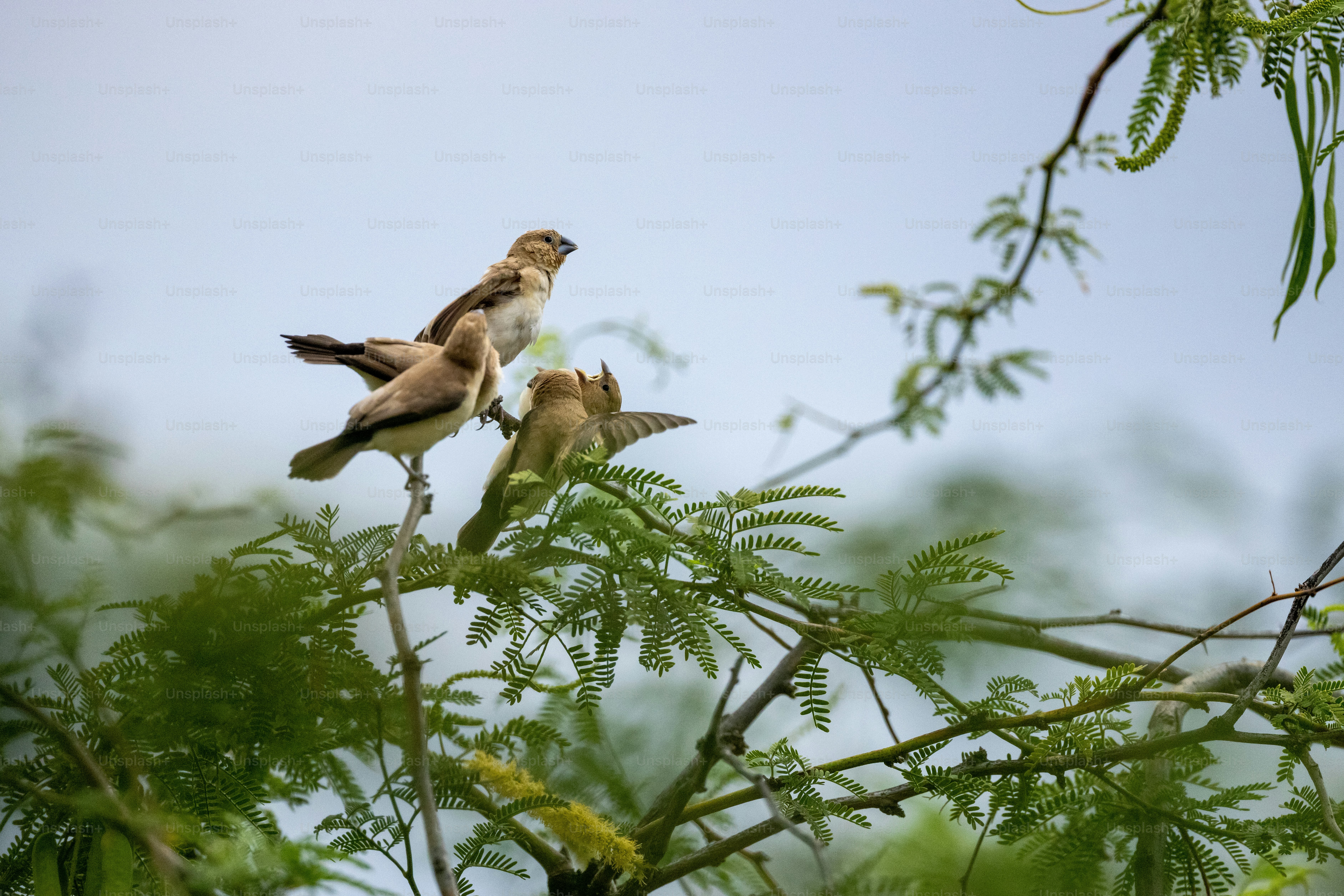 un couple d’oiseaux assis au sommet d’un arbre