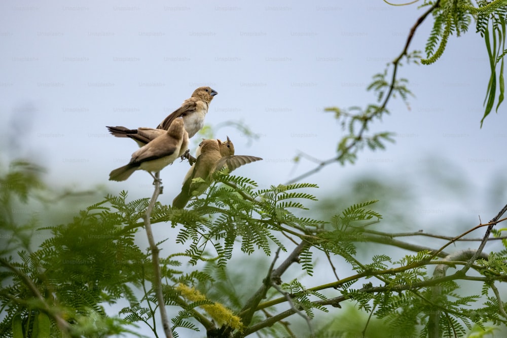 um par de pássaros sentados em cima de uma árvore