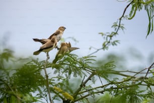 a couple of birds sitting on top of a tree