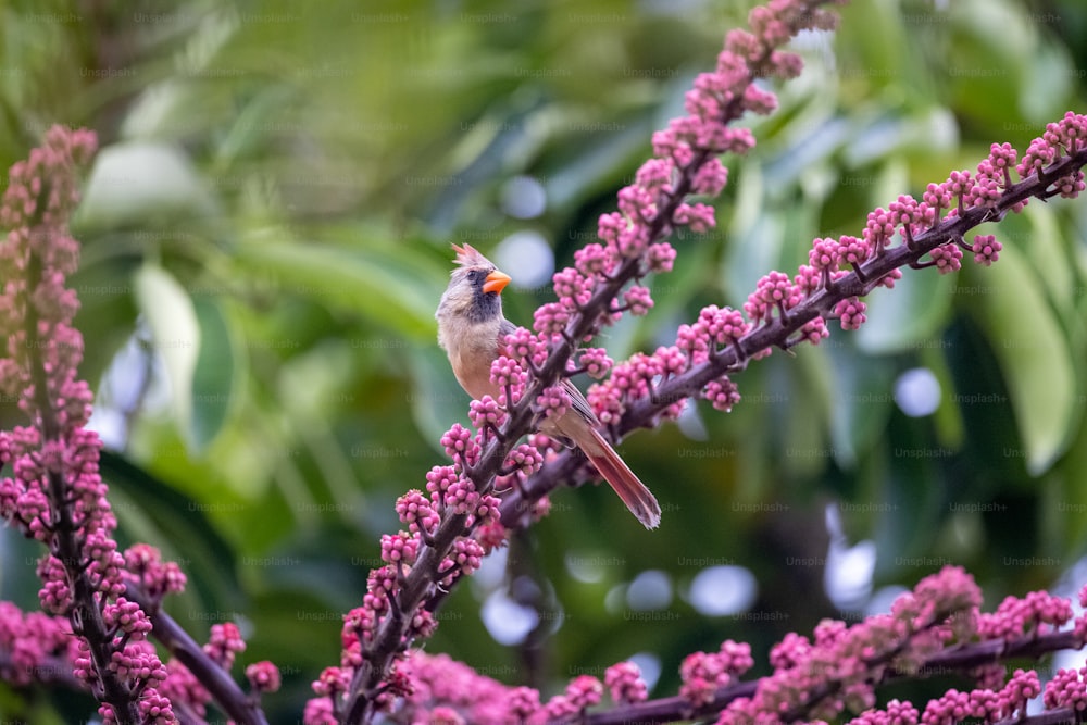 보라색 꽃 위에 앉아 있는 작은 새