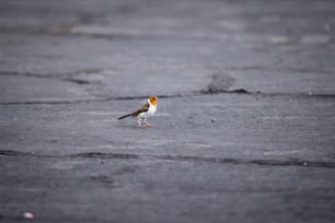 un petit oiseau debout sur un sol humide