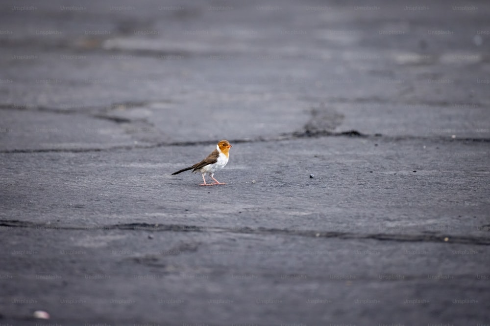 um pequeno pássaro em pé em um chão molhado