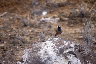 Un pequeño pájaro sentado en la cima de una roca