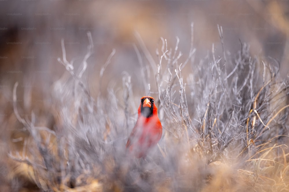 a red bird is standing in the tall grass