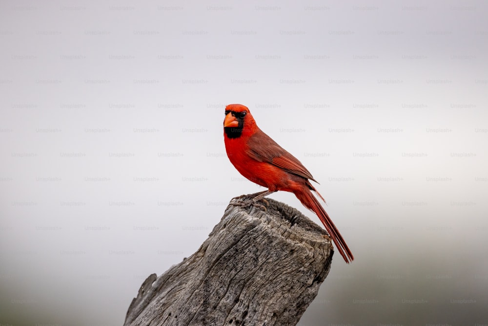 a red bird sitting on top of a wooden post